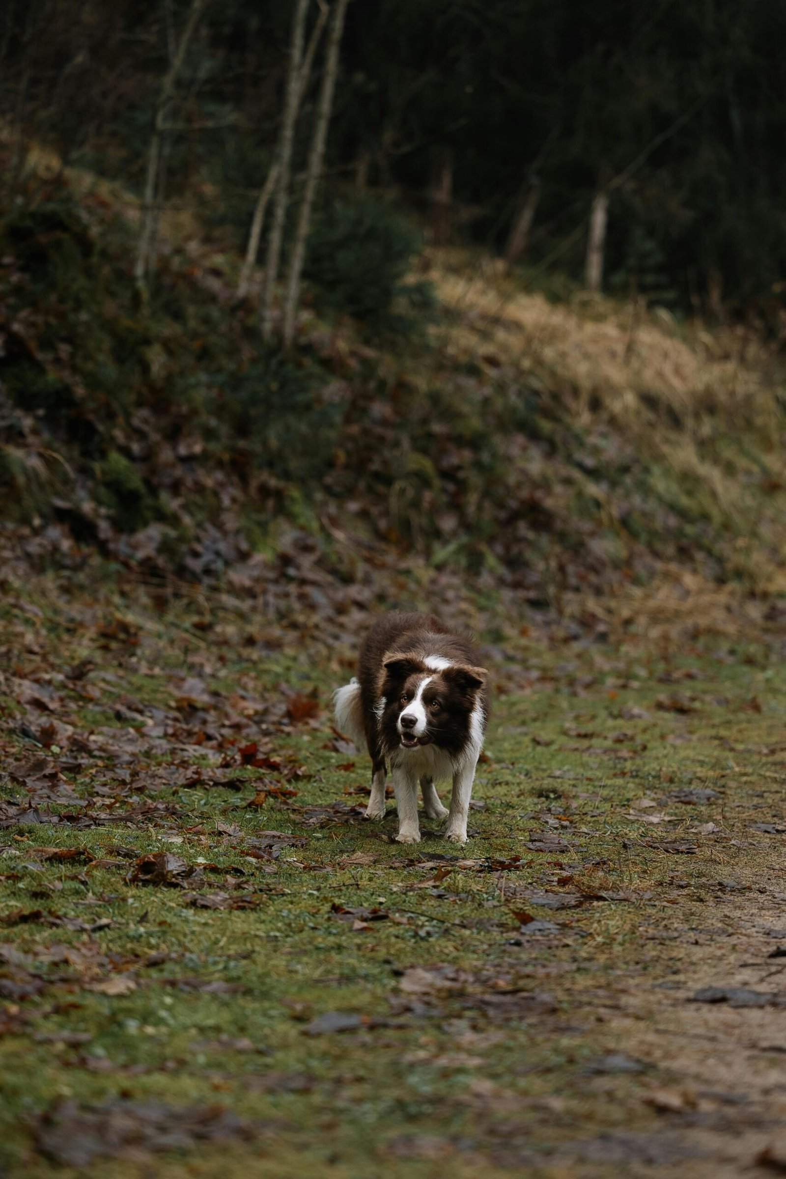 A Border Collie exploring a forest path during a quiet day in nature.